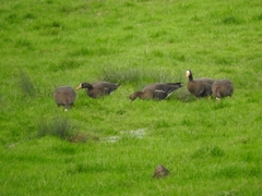 Anser albifrons flavirostris