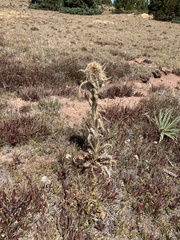 Cirsium scopulorum