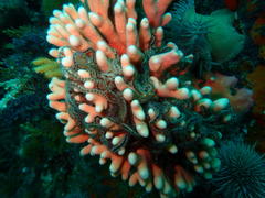 Stylaster nobilis