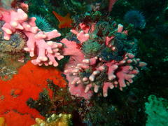Stylaster nobilis