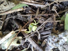 Misumenoides formosipes