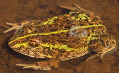 Pyxicephalus adspersus