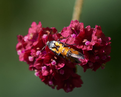 Neoheliodines hodgesi