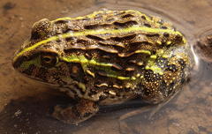 Pyxicephalus adspersus