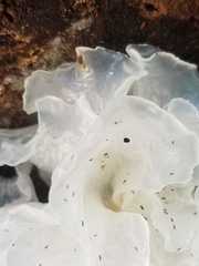 Tremella fuciformis
