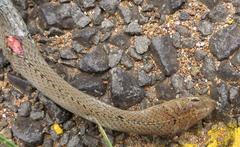 Psammophis mossambicus