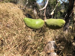 Sterculia quadrifida