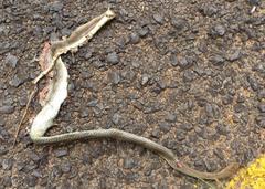 Psammophis mossambicus