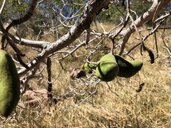 Sterculia quadrifida