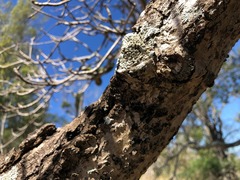 Sterculia quadrifida