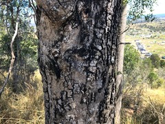 Sterculia quadrifida