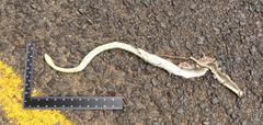 Psammophis mossambicus