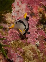 Polycera capensis