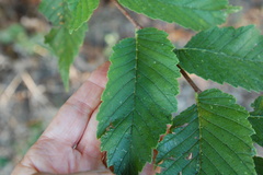 Ulmus americana