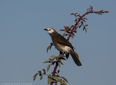 Turdoides leucopygia