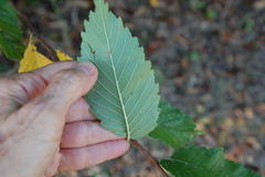 Ulmus americana