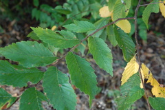 Ulmus americana