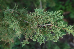 Juniperus virginiana