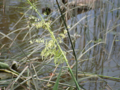 Zizania palustris