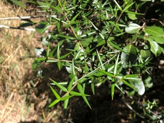 Alyxia ruscifolia