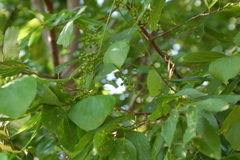 Cocculus carolinus
