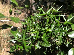 Alyxia ruscifolia