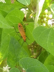 Chauliognathus discus