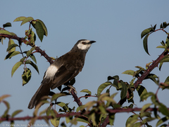 Turdoides leucopygia