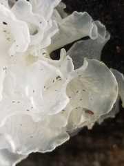 Tremella fuciformis