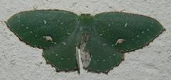 Lasiochlora diducta
