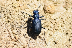 Cicindela nigrocoerulea