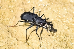 Cicindela obsoleta