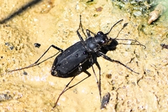 Cicindela obsoleta