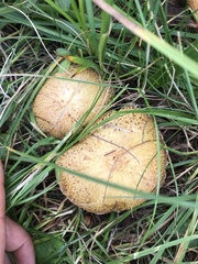 Suillus tridentinus