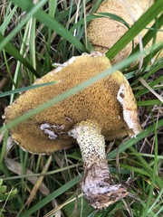 Suillus tridentinus