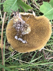 Suillus tridentinus
