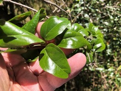 Jasminum didymum racemosum