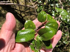 Jasminum didymum racemosum