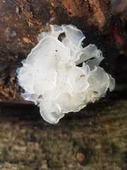 Tremella fuciformis