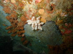Melithaea rubra