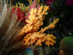 Melithaea rubra