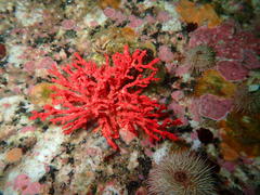 Melithaea rubra