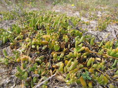 Thesium frisea frisea
