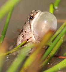 Cacosternum boettgeri