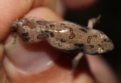 Cacosternum boettgeri