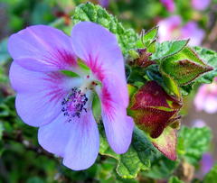 Anisodontea (Anisodontea)