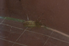 Tetragnatha pinicola