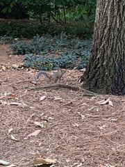 Sciurus carolinensis