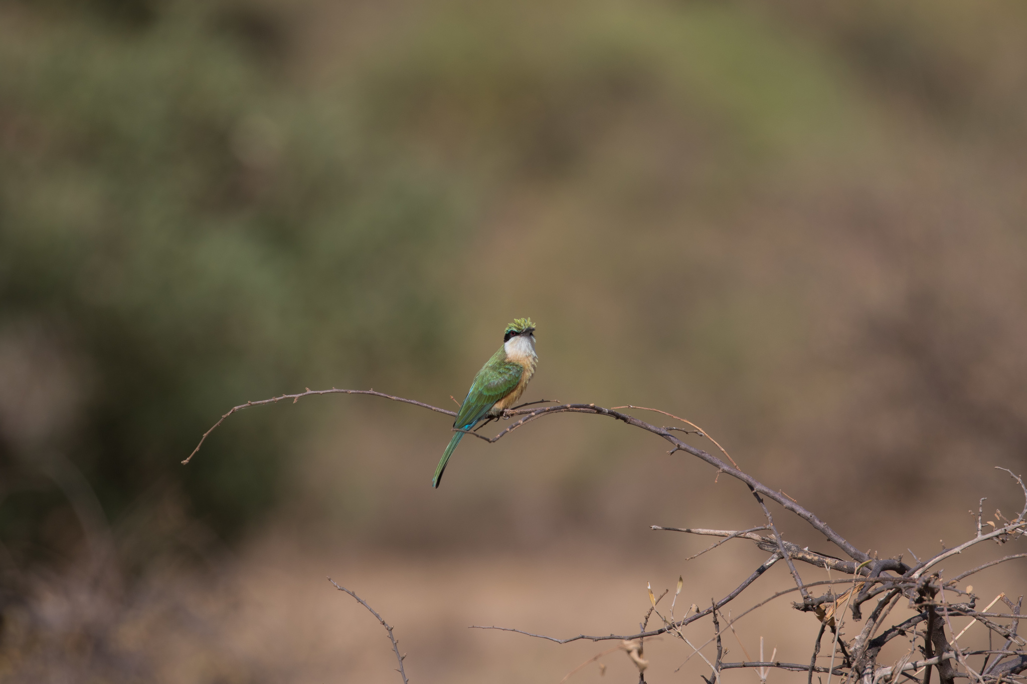 Somali Bee-eater (Merops revoilii), photo 2