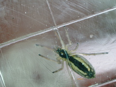 Tetragnatha pinicola
